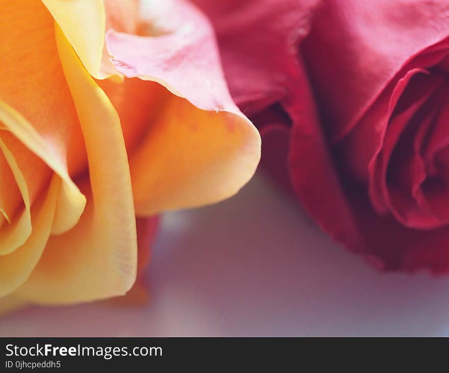 Yellow and Red Roses