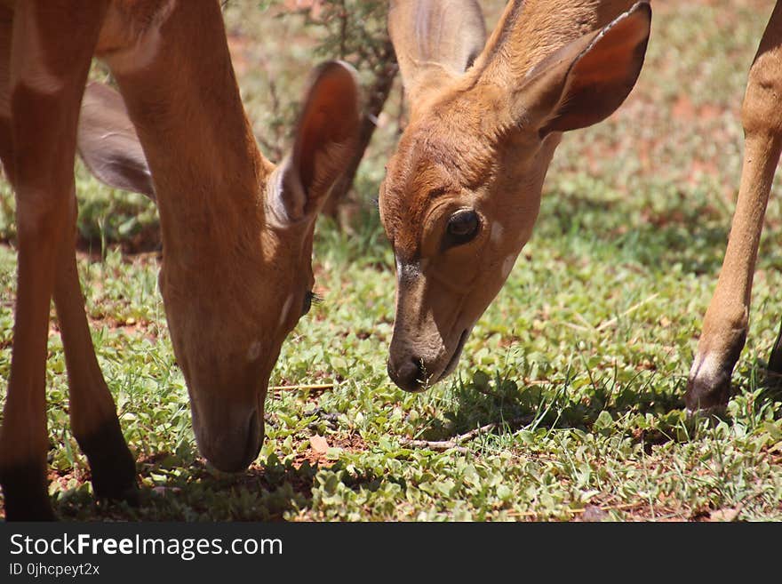 Two Brown Deers on Grass Field