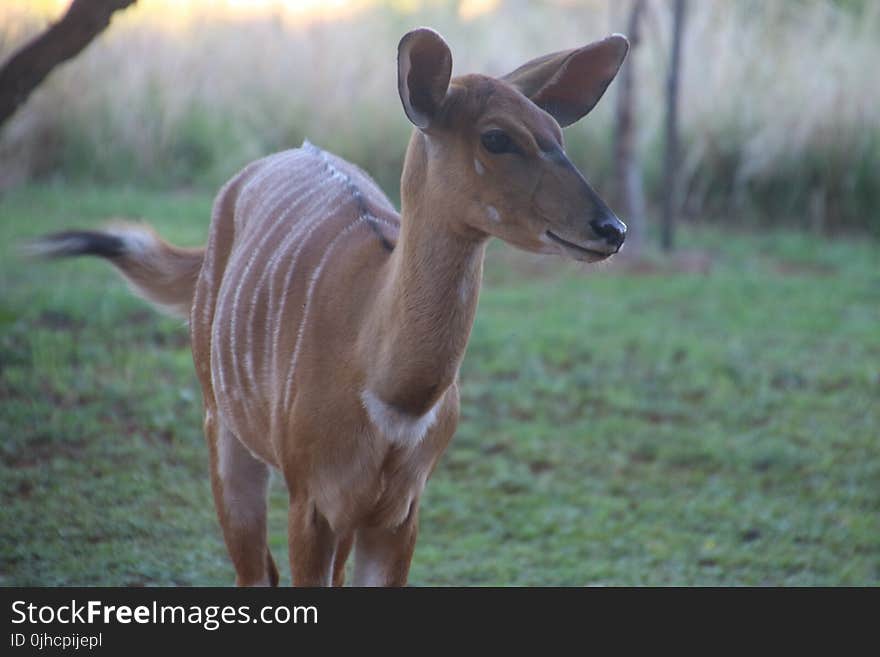 Photo of a Deer