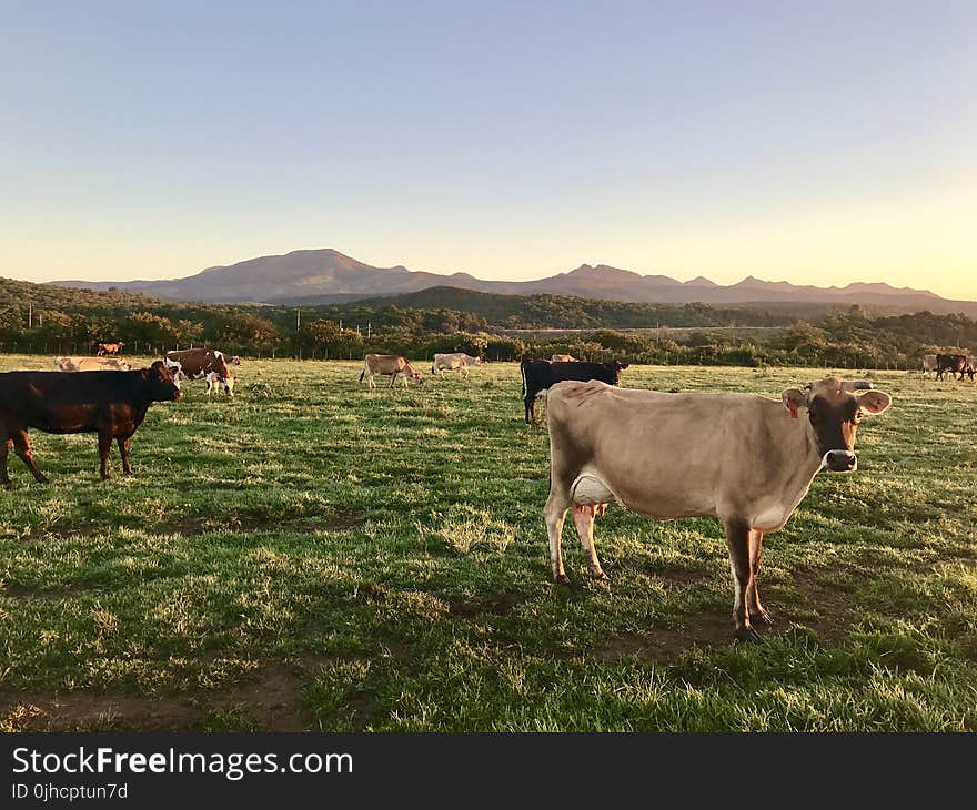 Photography of Cows On Green Field