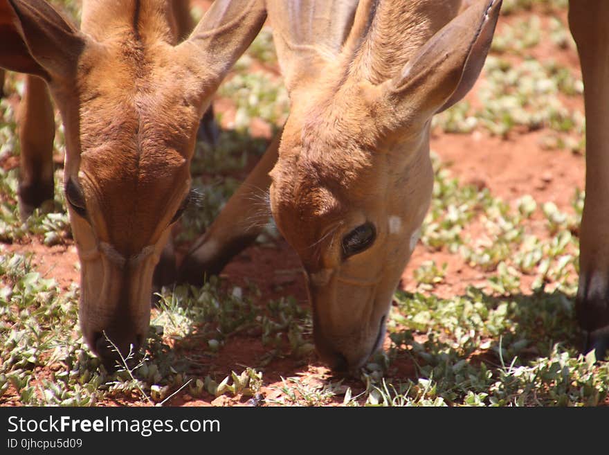 Two Brown Deers Eating Grass