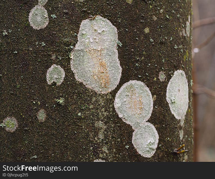 Closeup Photo of Brown Tree Trunk