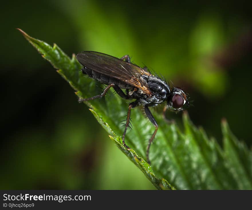 Macro Shot Photography of Black and Brown Housefly