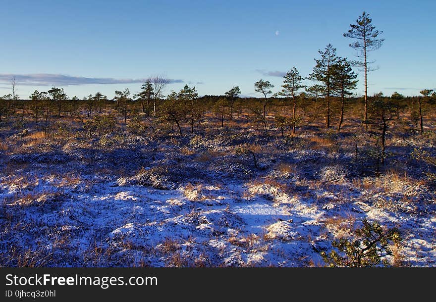 Photography of Trees