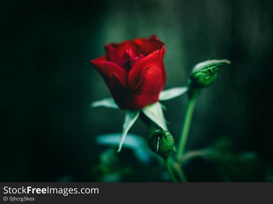 Close-Up Photography of Red Rose