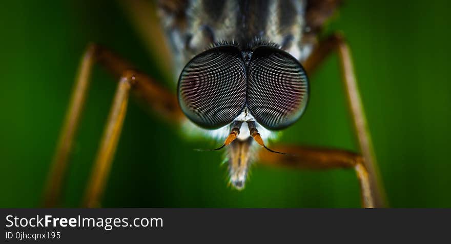 Macro Photography of Brown Fly