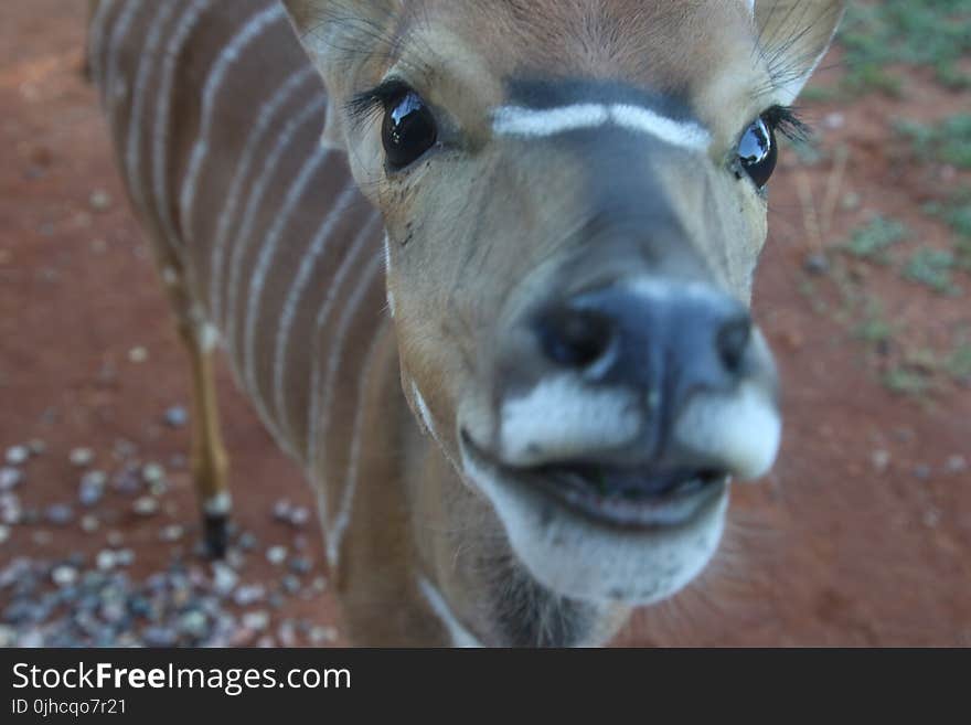 Close-Up Photography of Brown and White Striped Deer