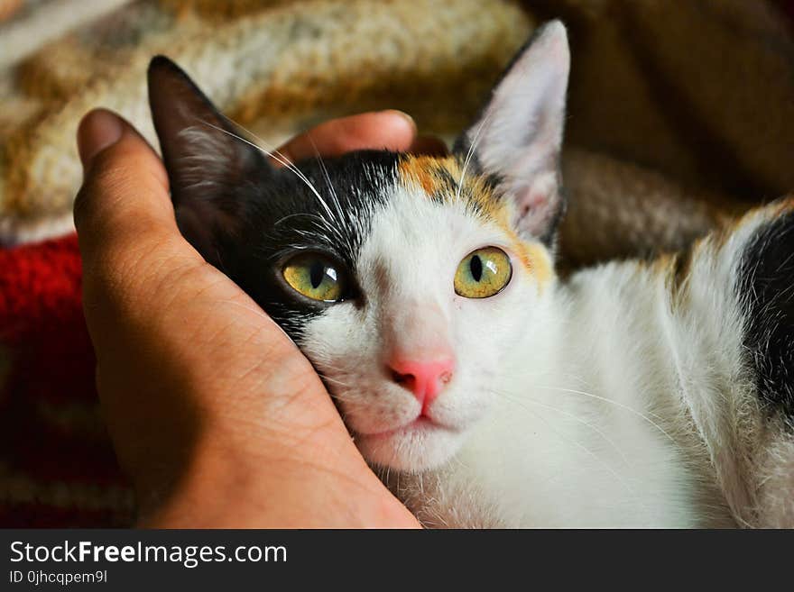 Person&#x27;s Left Hand Holding Calico Cat