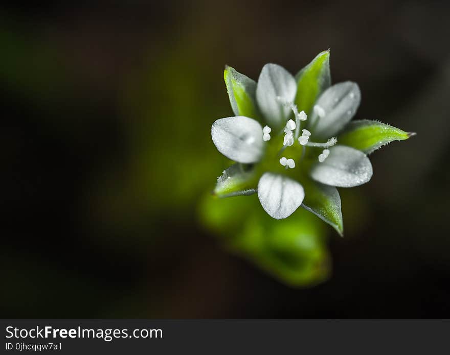 Selective Focus of White Petaled Flower