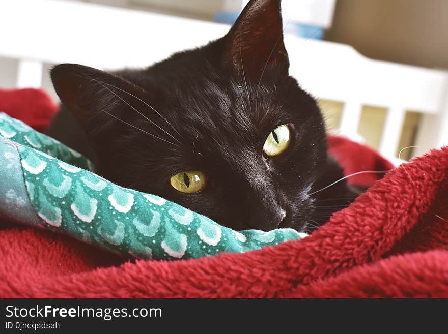 Close-Up Photography of a Black Cat