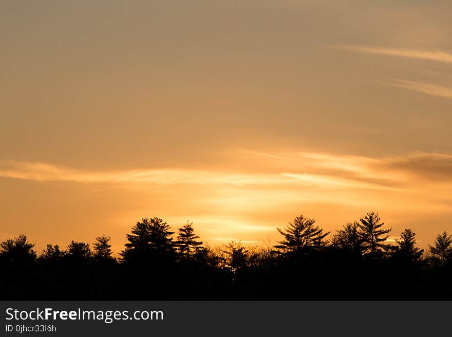 Silhouette Trees During Dusk