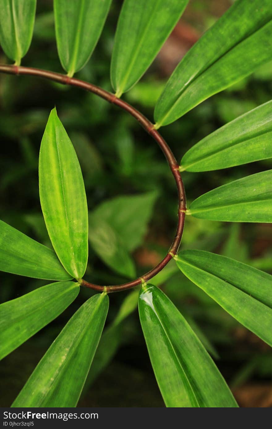 Green Plant