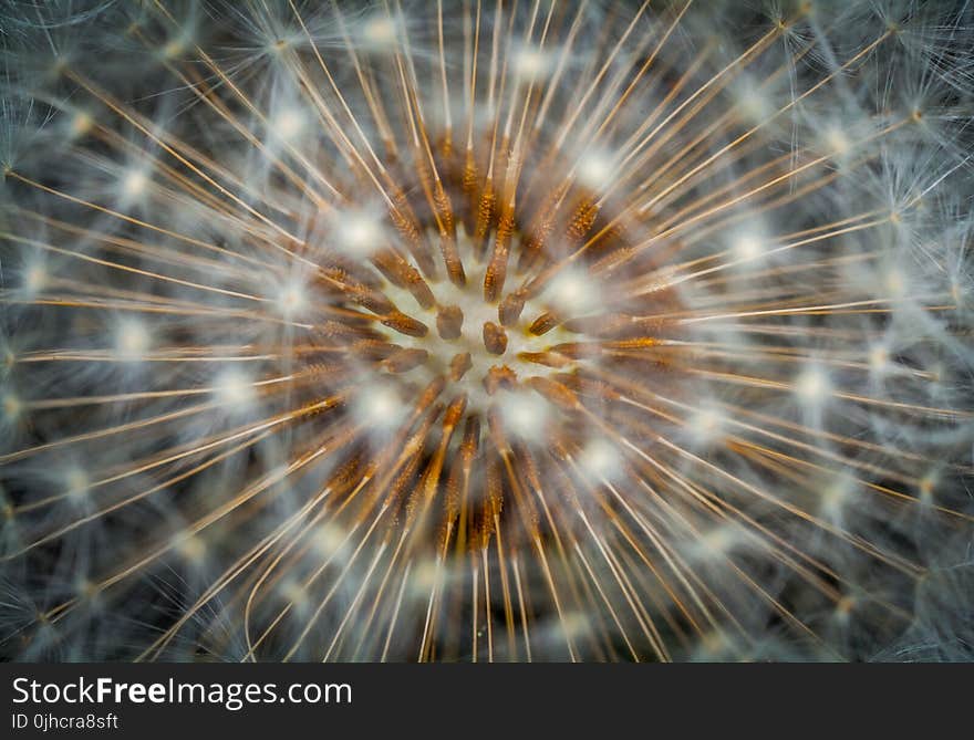 Macro Photography of Dandelion