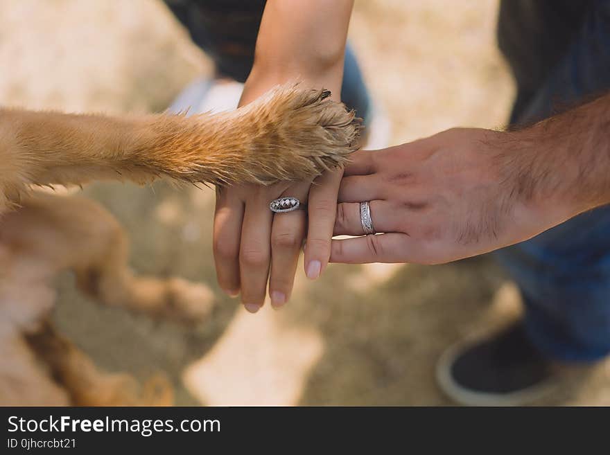 Two Person With Rings on Ring Fingers