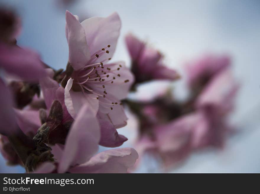 Focus Photography of Pink Flowers