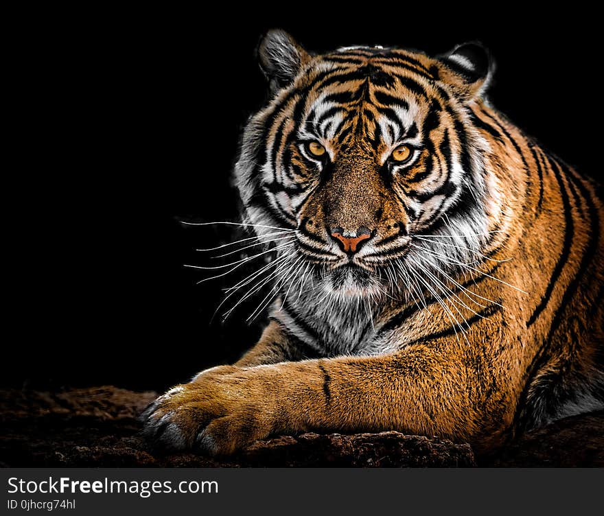 Close-Up Photography of Tiger