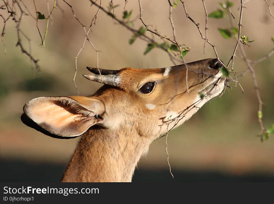 Shallow Focus Photo of Brown Reindeer