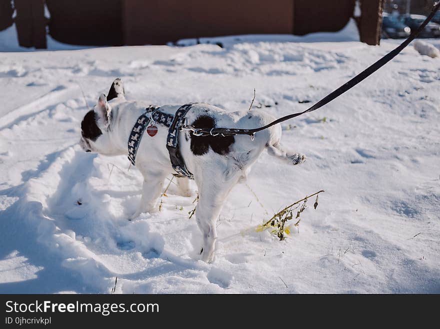 Adult Short-coated White and Black Dog With Black Harness on Top of Snow