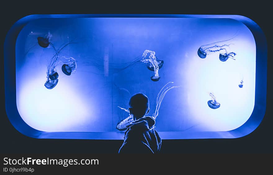 Boy Standing in Front Of Jelly Fish Aquarium With Purple Light