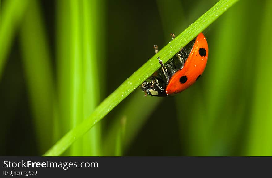 Close-up Photography of Ladybug