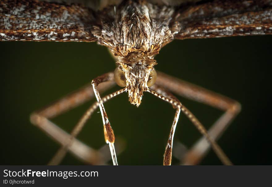 Macro Photography of Brown Plume Moth