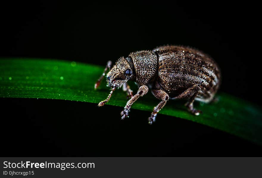 Brown Weevil Perched on Green Leaf in Closeup Photo