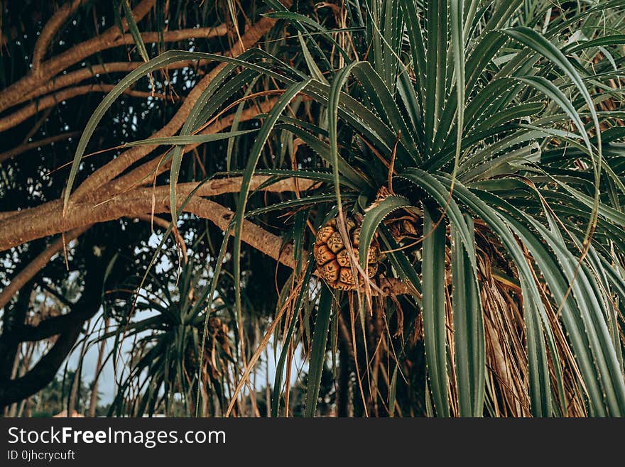 Green Leaf Tree