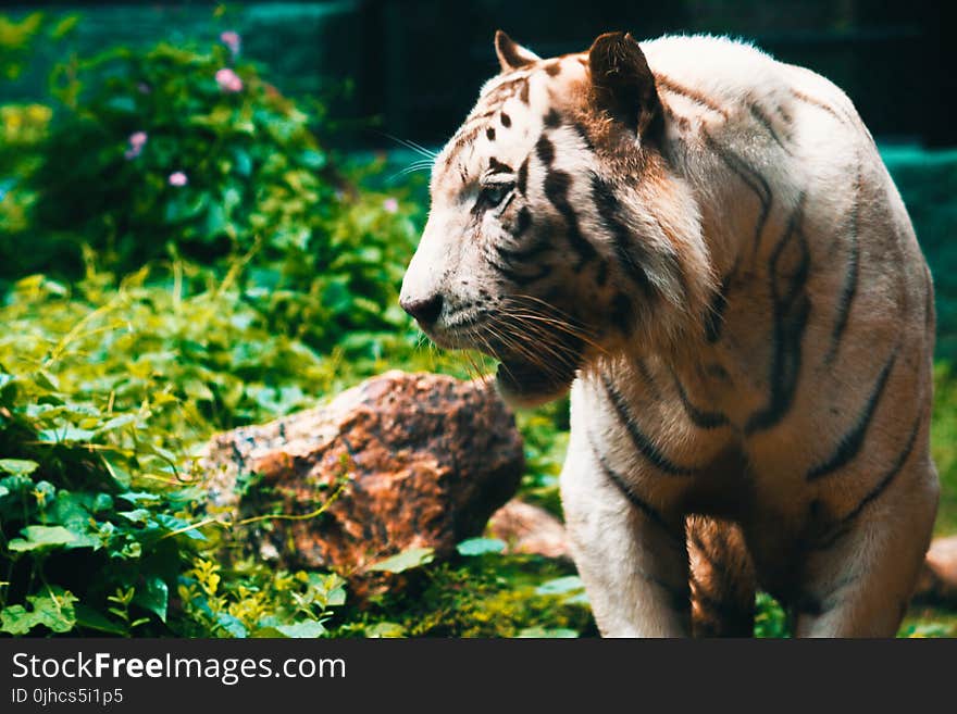 Close-Up Photography of Tiger