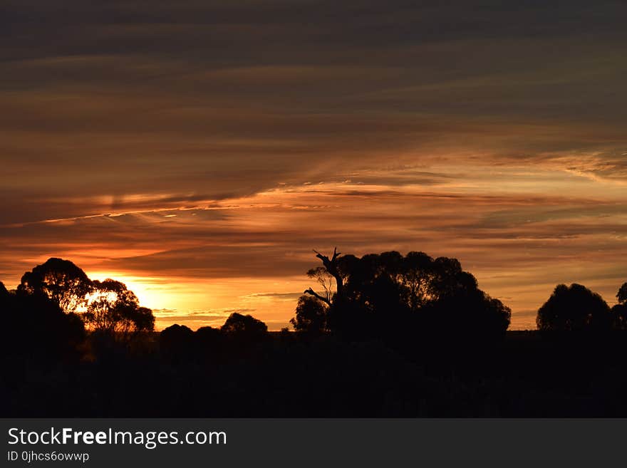 Silhouette Photography of Tress during Sunset