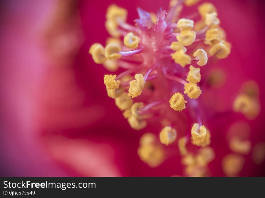 Selective Focus Photography of Hibiscus Pollen