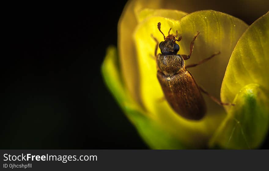 Macro Photography Brown Beetle on Yellow Flower