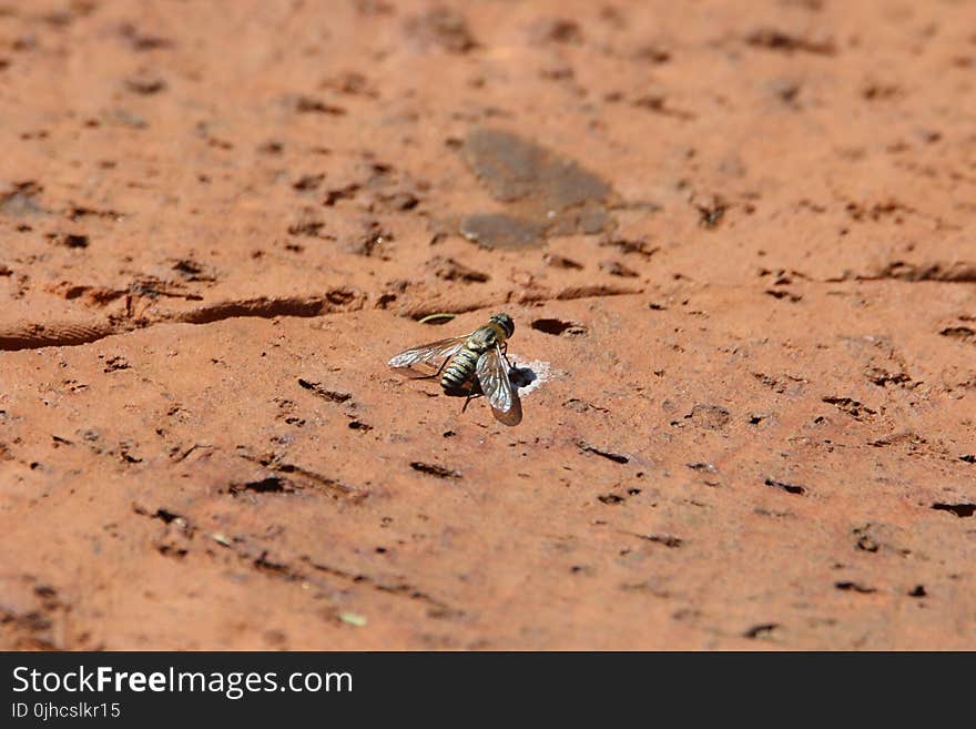 Tilt Photography of Black Housefly