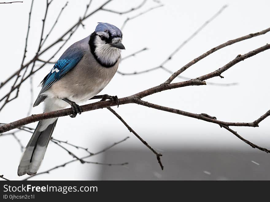 Photography of Blue and Gray Bird