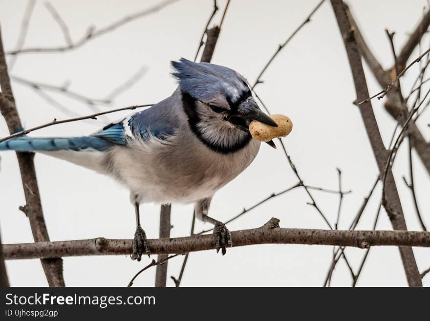 Focused Photo of Blue Jay