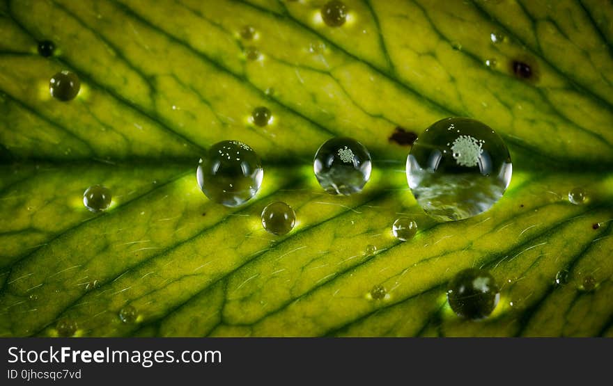 Close Up Photograph Water Drop on Green Leaf