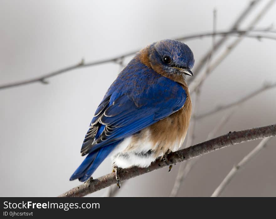 Photography of Small Blue and Brown Bird