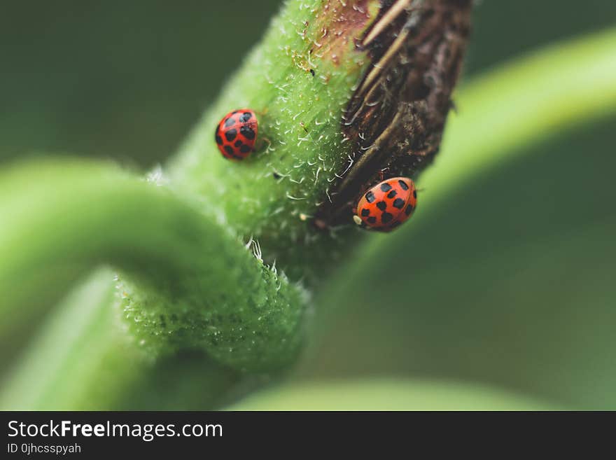 Micro Photography of Two Red-and-black Ladybugs