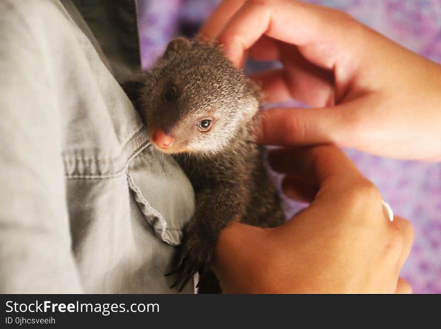 Person Holding Weasel