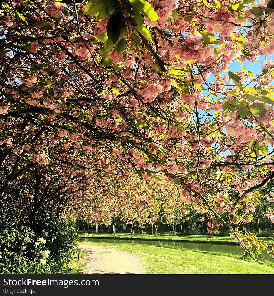 Green Trees With Pink Flowers Near River