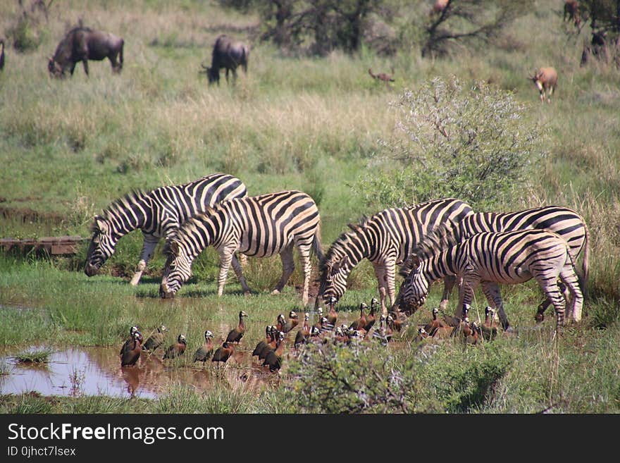 Five Zebra in Pond Near Brown-and-black Birds Soundring by Green Grass