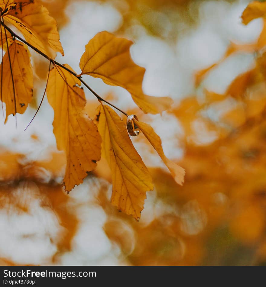 Close-Up Photography of Brown Leaves