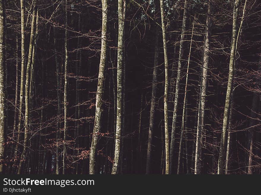 Birch Trees on the Forest