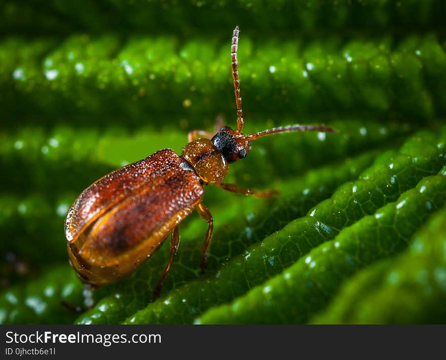 Brown Blister Beetle