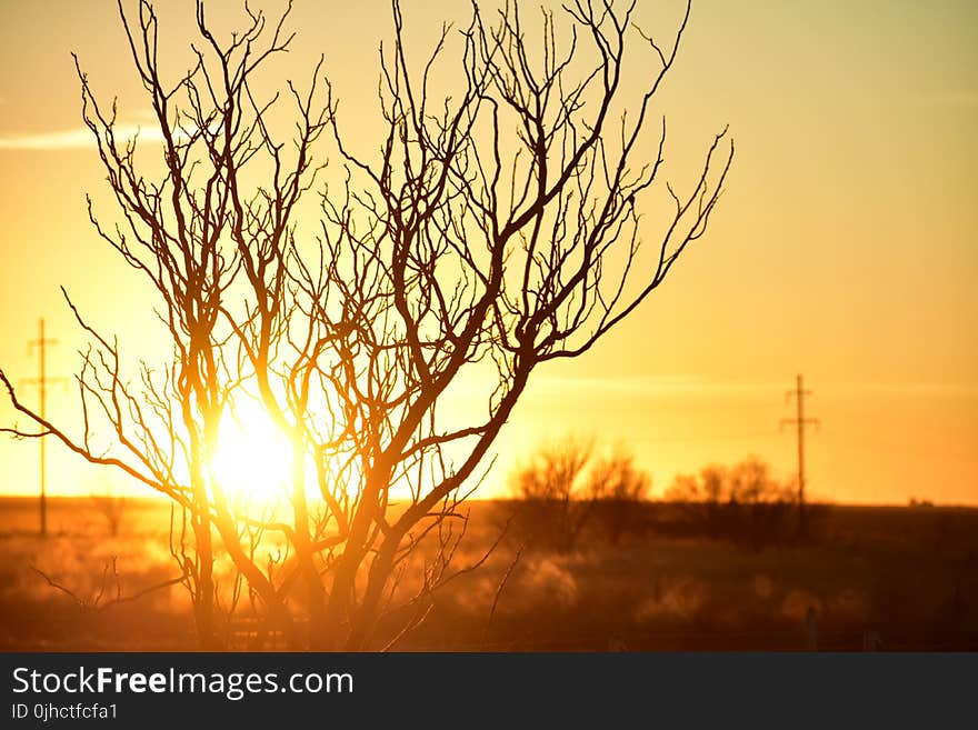 Photo of Branches during Golden Hour