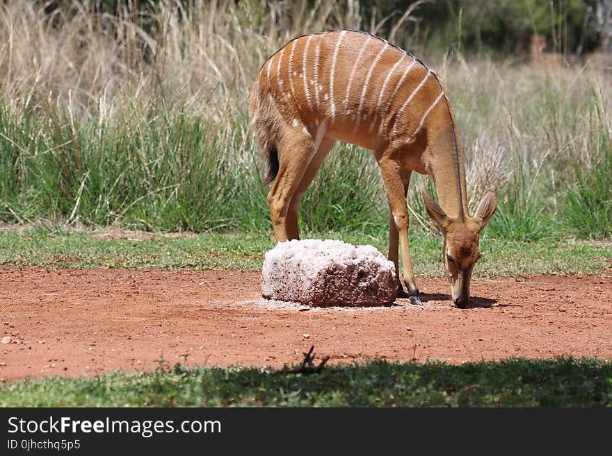 Brown Deer Beside Gray Rock Near Green Grass