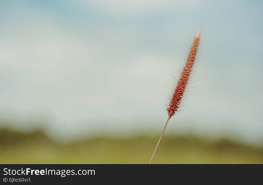 Shallow Focus Photography of Brown Plant