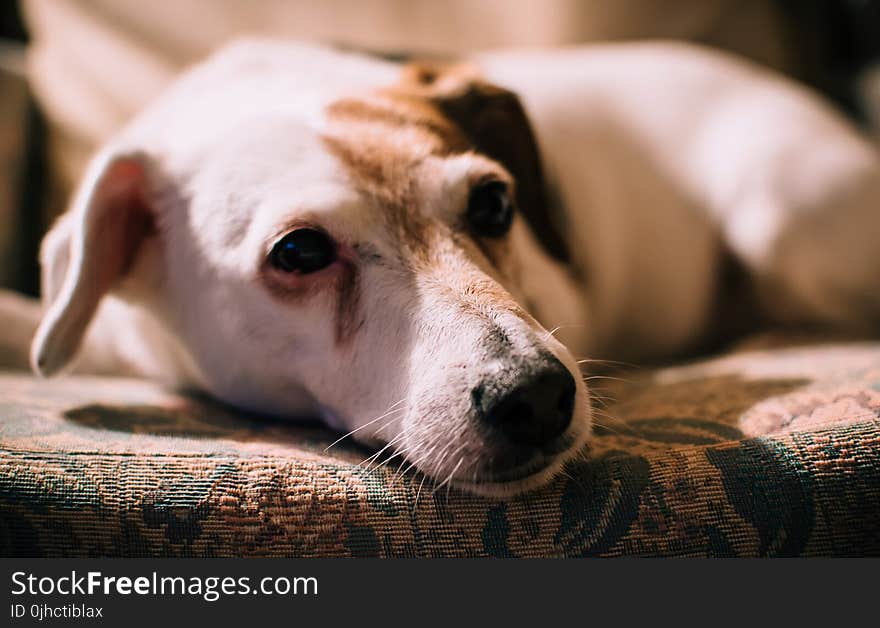 Closeup Photo of Medium Smooth White and Brindle Dog