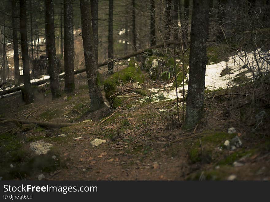 Green Forest