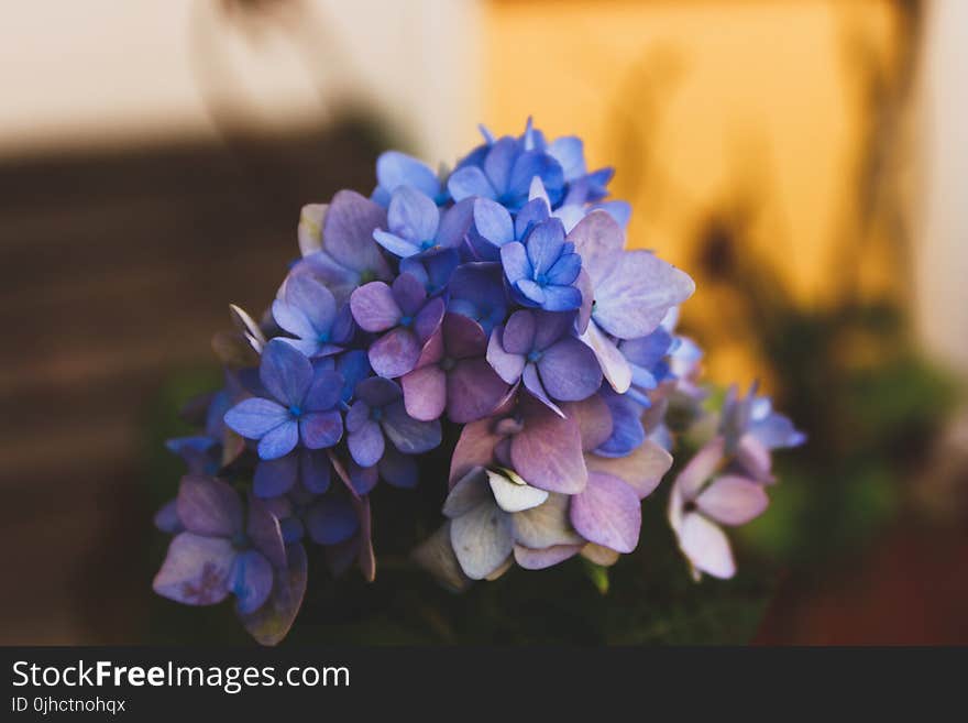 Selective Focus Photography of Blue Hydrangea Flowers