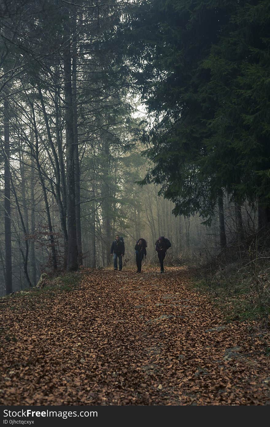 Three Person Walks on Dried Leaf Covered Pathway Surrounded by Trees